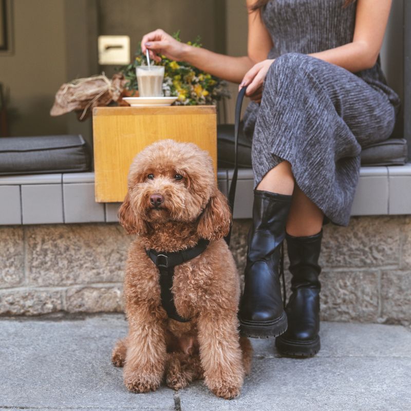 Nomad Tales Blush Harness - Ebony Size S: 37 - 53 cm chest circumference, W 15 mm