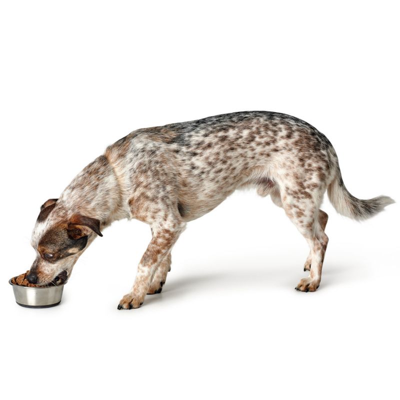 HUNTER Stainless Steel Food Bowl 1.9 l, diameter 20cm