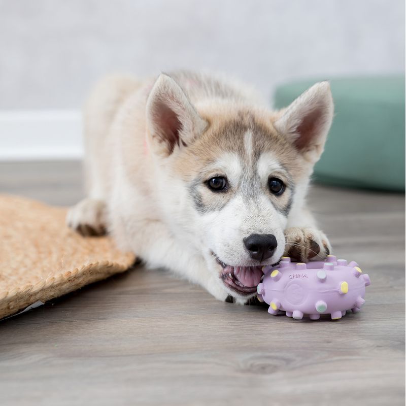 Trixie Junior Mini Ring 8cm diameter