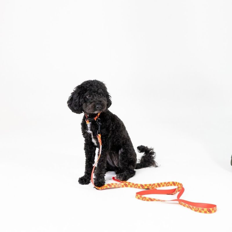 Harry Potter Gryffindor Dog Lead 200cm Length, 20mm Width
