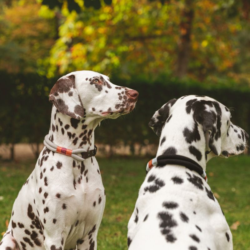 Nomad Tales Spirit Collar, stone Size S: 36 - 40 cm neck circumference, W 30 mm