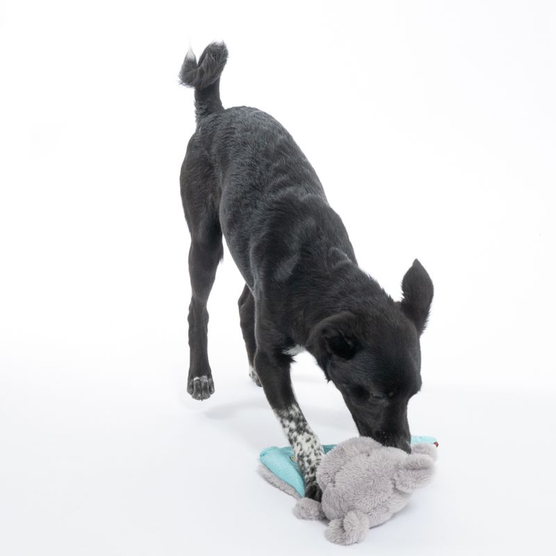 TIAKI Junior Hippo Dog Toy 1 Toy