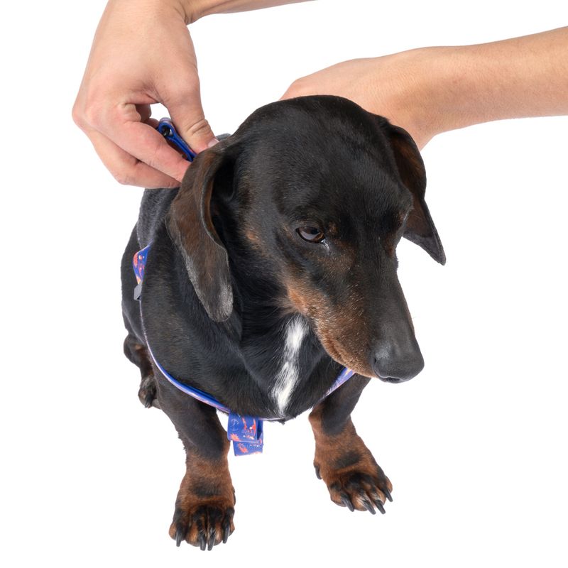 DC Superman Harness - Blue Size S: Chest Circumference 39 - 51 cm