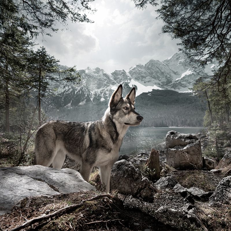 Wolf of Wilderness Silicone Can Cover 1 can cover, diameter 7.5 cm (400g) + 10cm (800g)