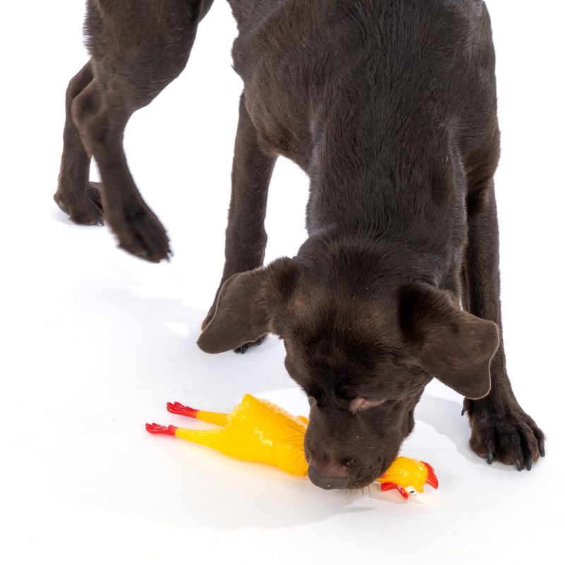 zooplus Basics Squeaky Chicken Size S: 16.5 x 4.5 x 4 cm (L x W x H)