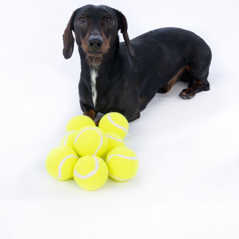 zooplus Basics Tennis Ball Set Set of 8