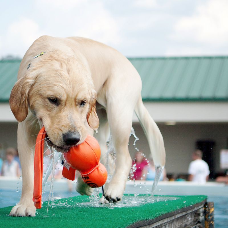 KONG Wet Wubba L: approx. 35.5 x 9 cm (L x W)
