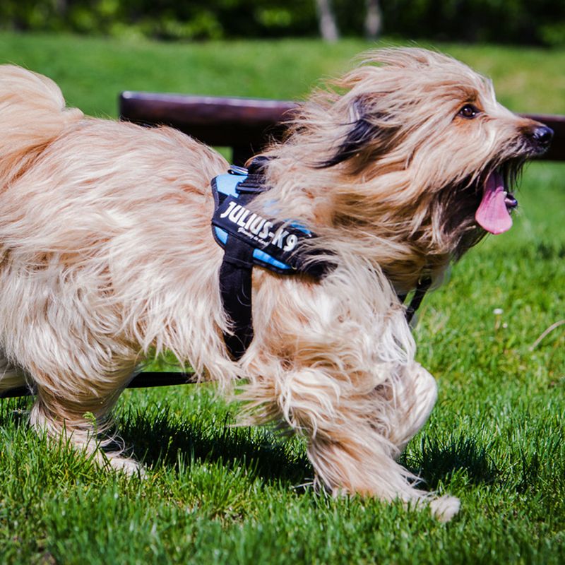 JULIUS-K9 IDC® Power Harness - Aqua Size XS