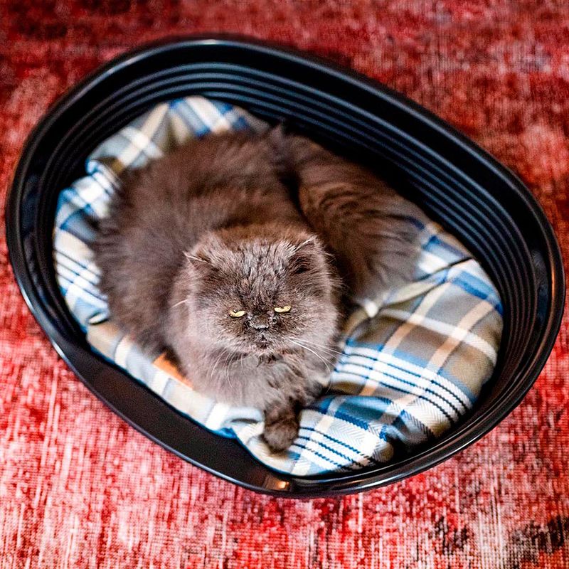 Ferplast cushion Scott, blue L 55 x W x H 36 x 8 cm