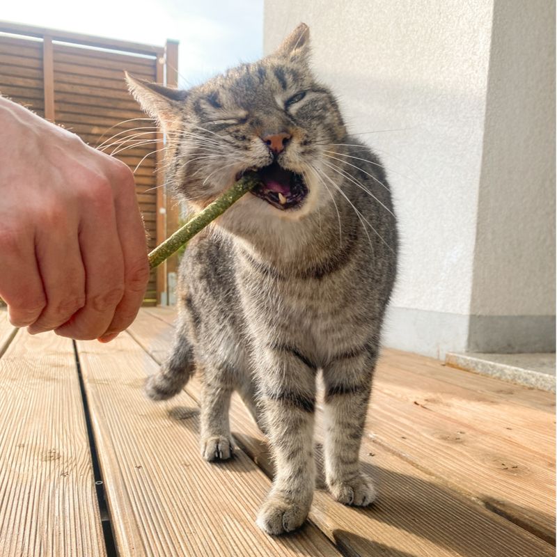 Aumüller Mikado Sticks for Cats 10 Pieces