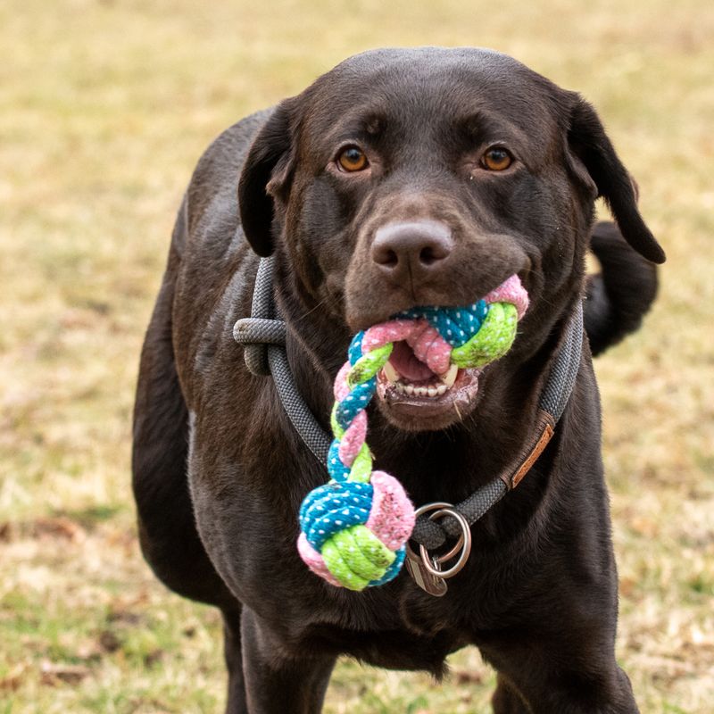 Dog toy Limo bones approx. diameter 6 x L 18 cm