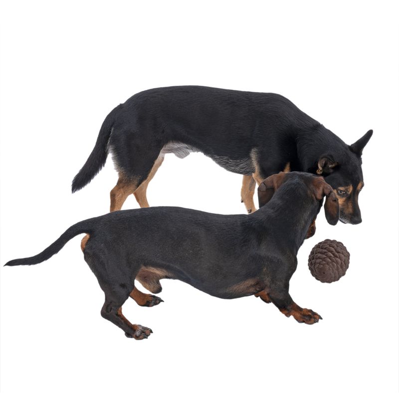 TIAKI Pine Cone Puzzle Toy 1 Toy