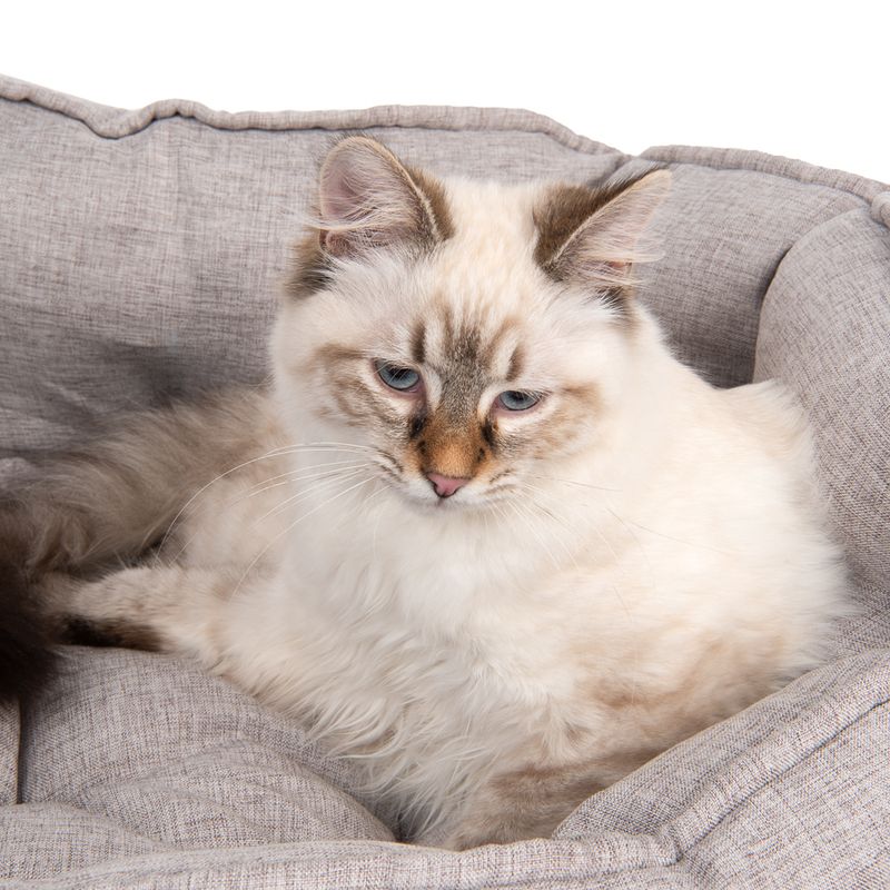 Modern Living Batumi Cat Bed 65 x 45 x 30 cm (L x W x H)