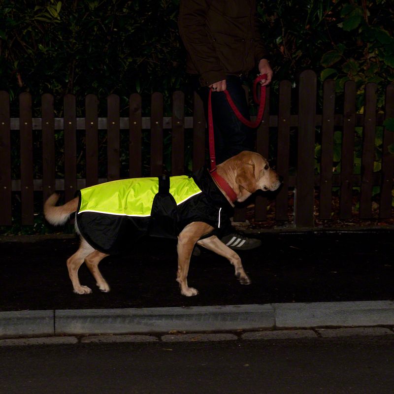 Dog Coat Illume Nite Neon approx. 35cm Back Length
