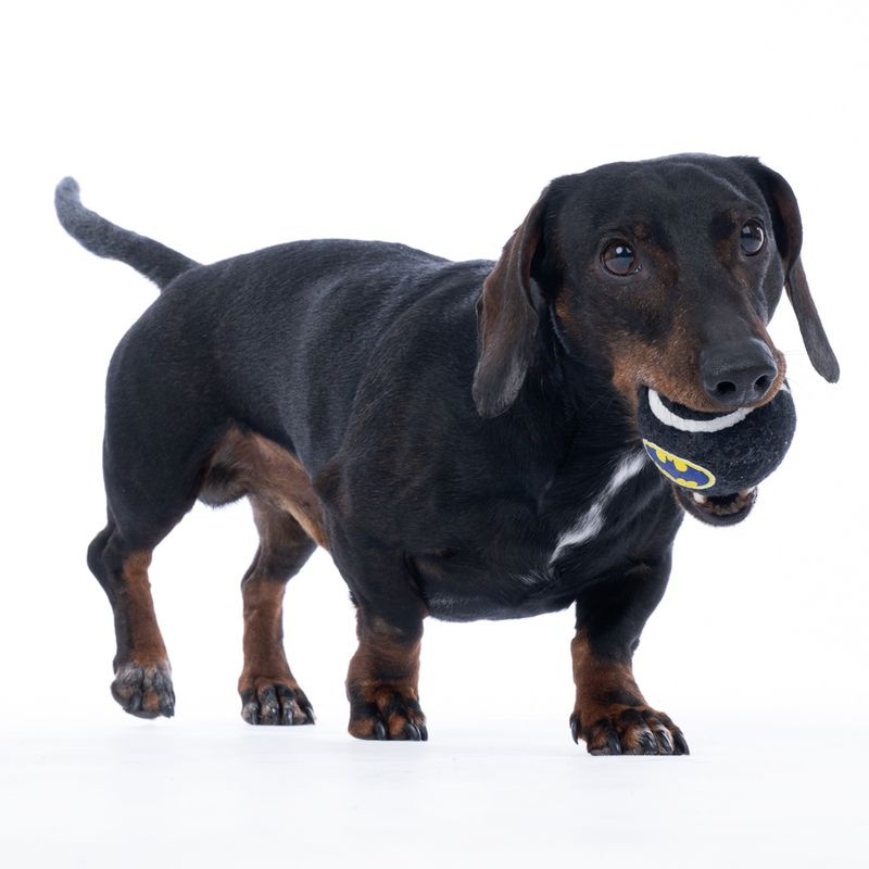 Warner Bros™ DC Batman Tennis Ball Set Set of 4 (each diameter 6.3cm)