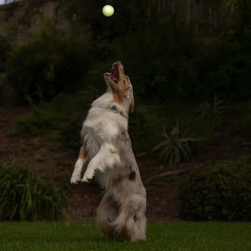 Chuckit! Max Glow Ball Size M: diameter 6.5cm