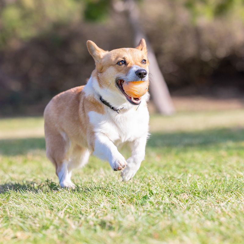 Chuckit! Birthday Fetch Ball 6.5 cm (W)