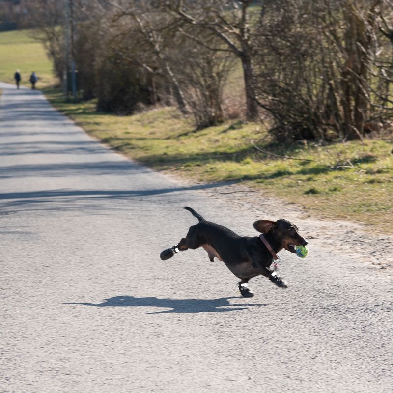 Sports & Protective Dog Boots XS (2)