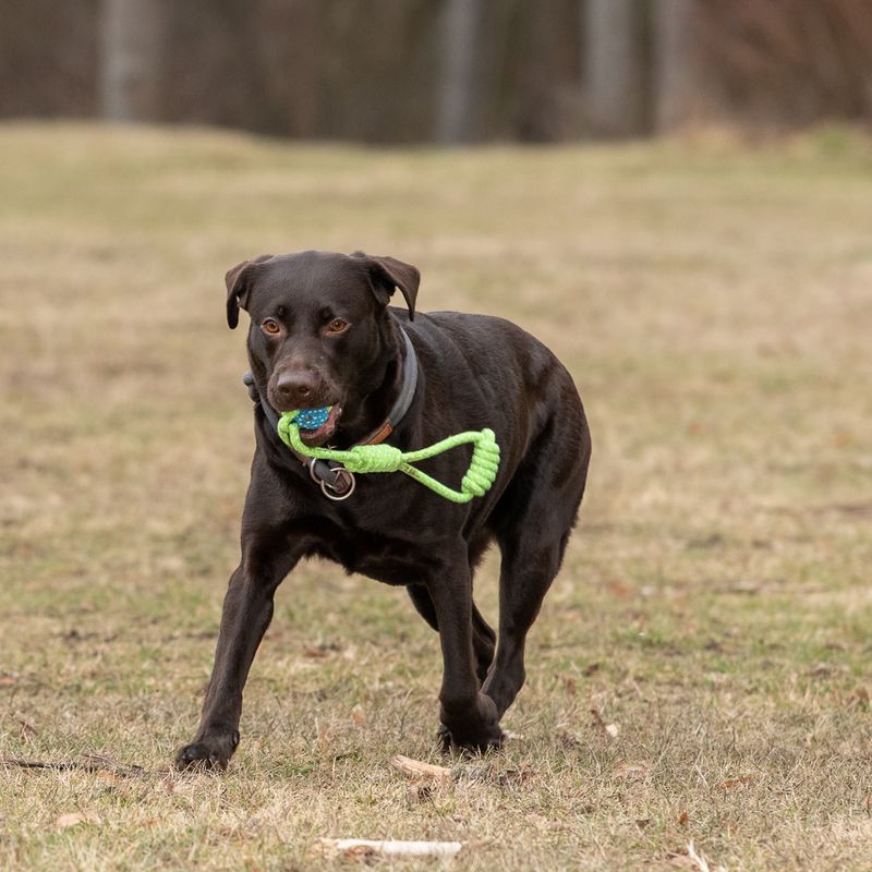 Dog toy Limoen rope & ball approx. diameter 6 x L 32 cm