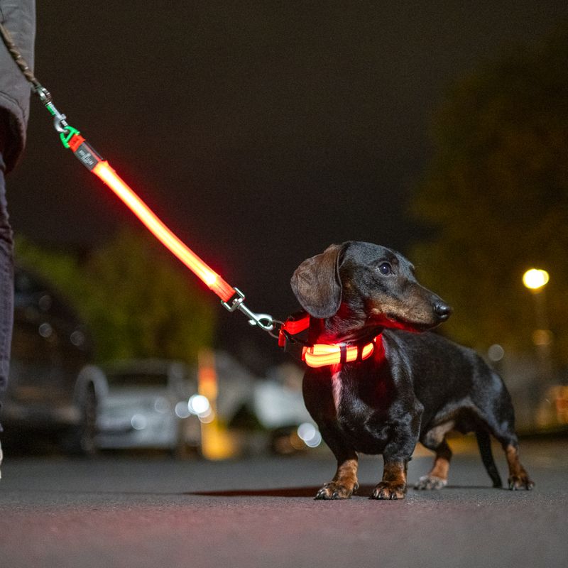 Nomad Tales Spirit USB LED Nylon Collar - Orange Size S: Neck circumference 34-41cm