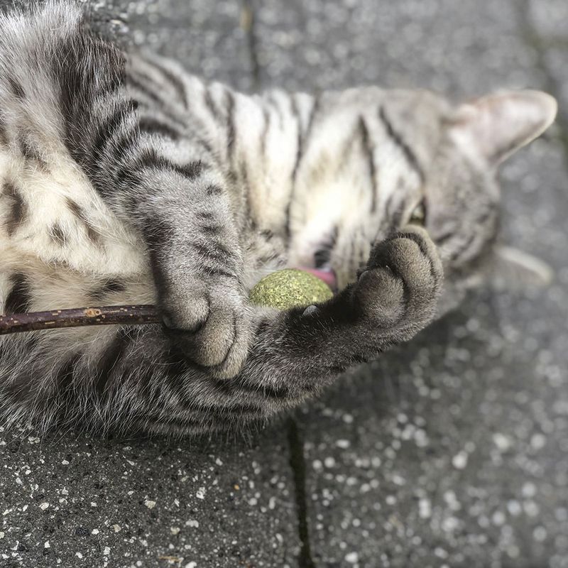 Aumüller Silver Vine Dental Lollipop Cat Treat 1 Set (2 pieces)