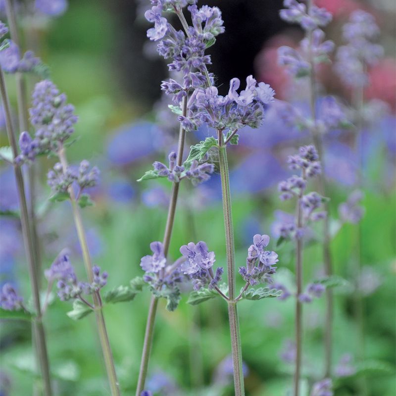 Aumüller Cat Play Pillow Leo Lion 1 piece