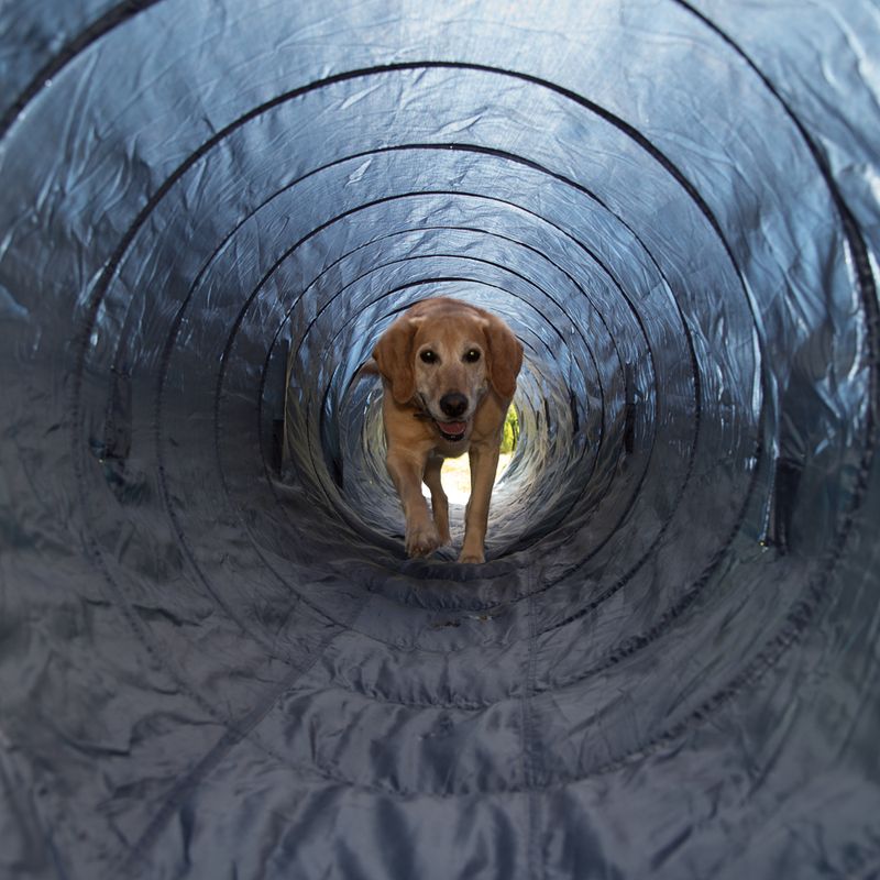 Trixie Agility Tunnel Ø 60cm, 5m long