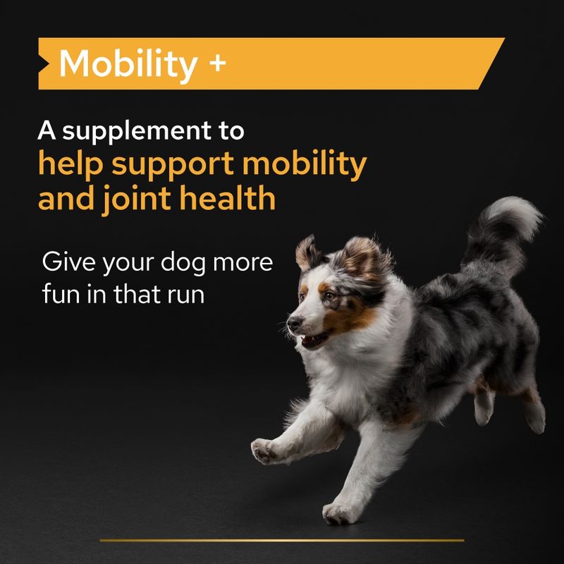 PRO PLAN Mobility Dog Supplement Powder 60g