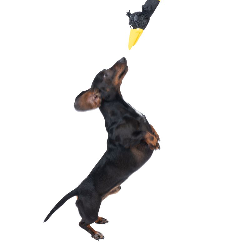 TIAKI Ramiro Latex Toy 24 x 6cm (L x diameter)