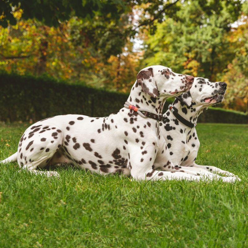 Nomad Tales Spirit Collar, stone Size S: 36 - 40 cm neck circumference, W 30 mm