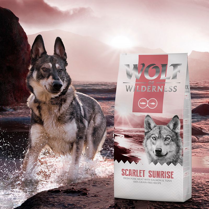 Wolf of Wilderness Adult \