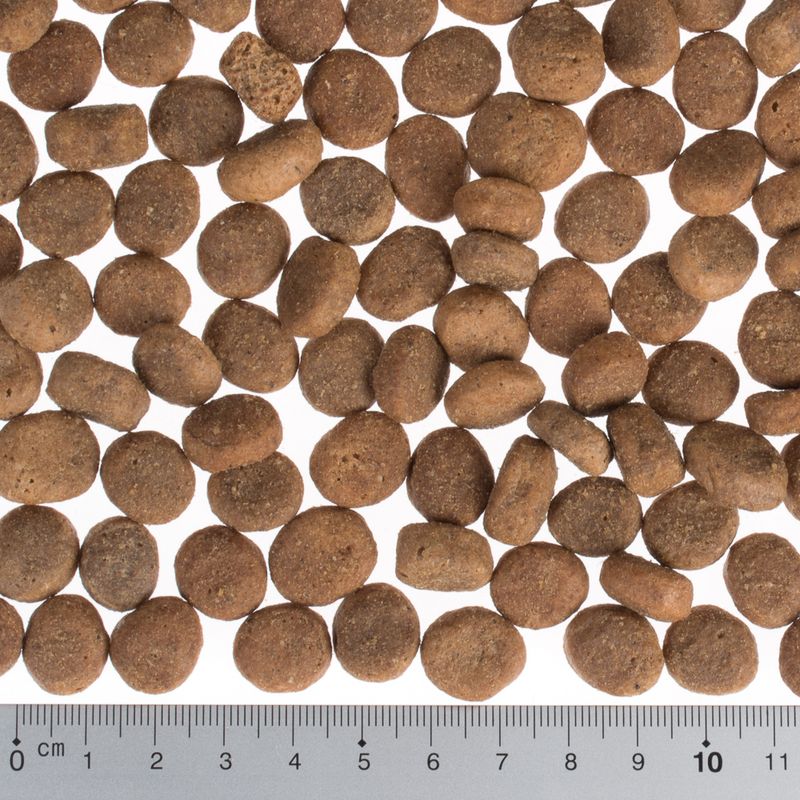 Wolf of Wilderness \