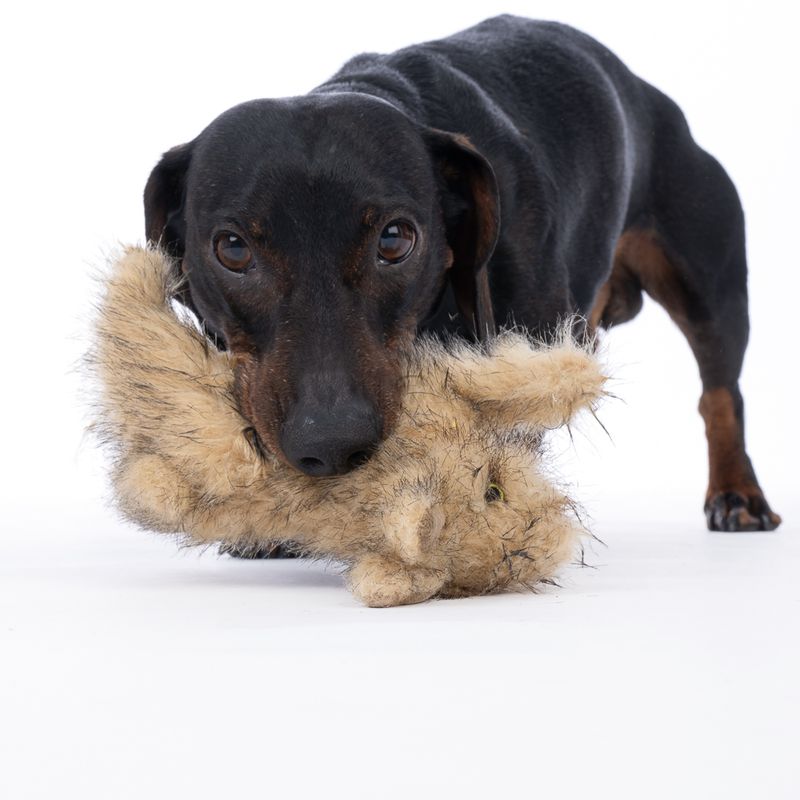 TIAKI Wild Rabbit Plush Dog Toy 20 x 7 x 12 cm (L x W x H)