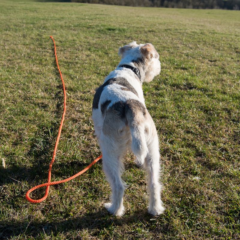 Heim Long Dog Training Lead - Orange 5m
