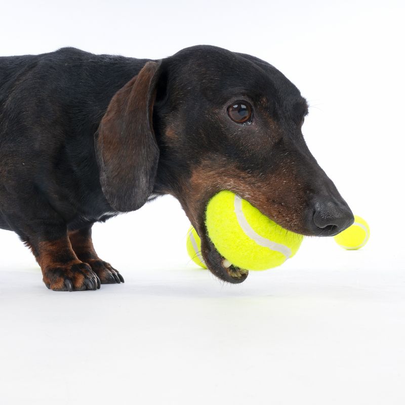 zooplus Basics Tennis Ball Set Set of 8