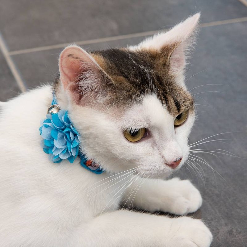 TIAKI Fishbone Cat Collar 20 - 30cm x 10mm (Neck Circumference x Width)