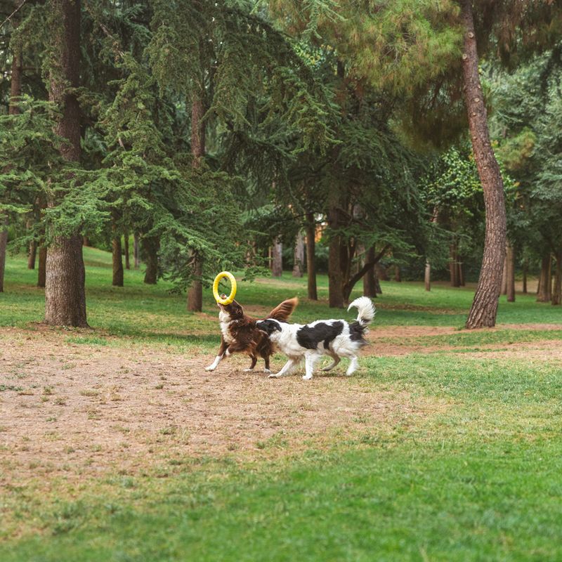 Nomad Tales Bloom Fitness Ring Size S: approx. Ø 18 cm