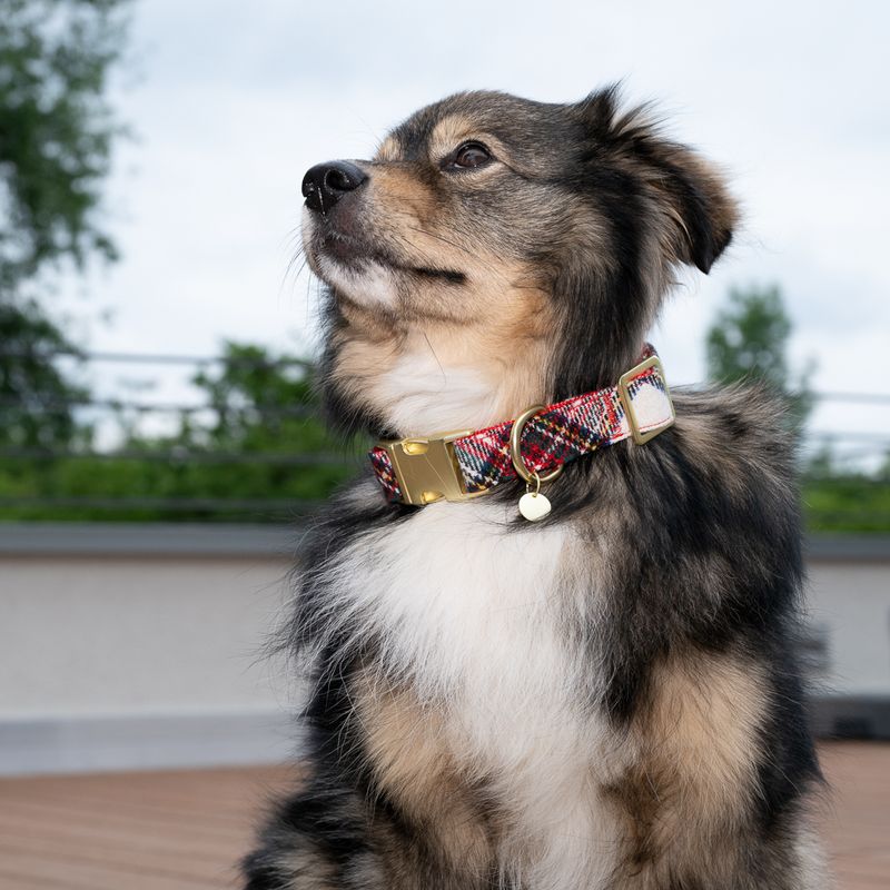 Nomad Tales Tartan Collar, Lead, Poop Bag Dispenser & Scrunchie Set Collar Size L: 42 - 66 cm Neck Circumference