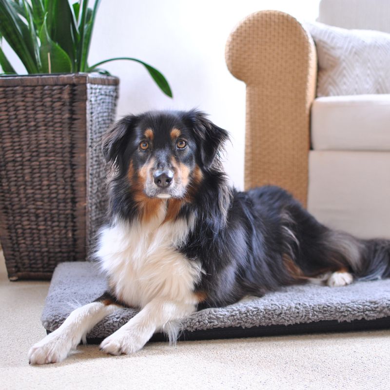 Pawz & Pepper Aurora Ortho Dog Mattress M: 80 x 55 x 5 cm (L x W x H)