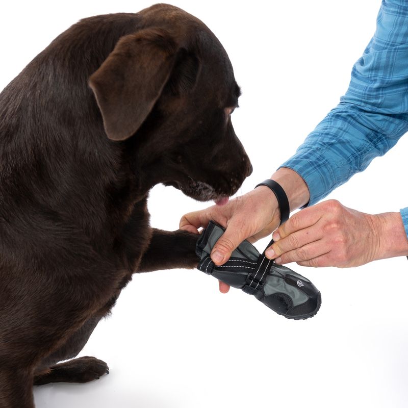 Nomad Tales Spirit Dog Shoes Size S