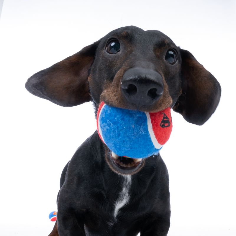 Warner Bros™ DC Superman Tennis Ball Set Set of 4 (each diameter 6.3cm)