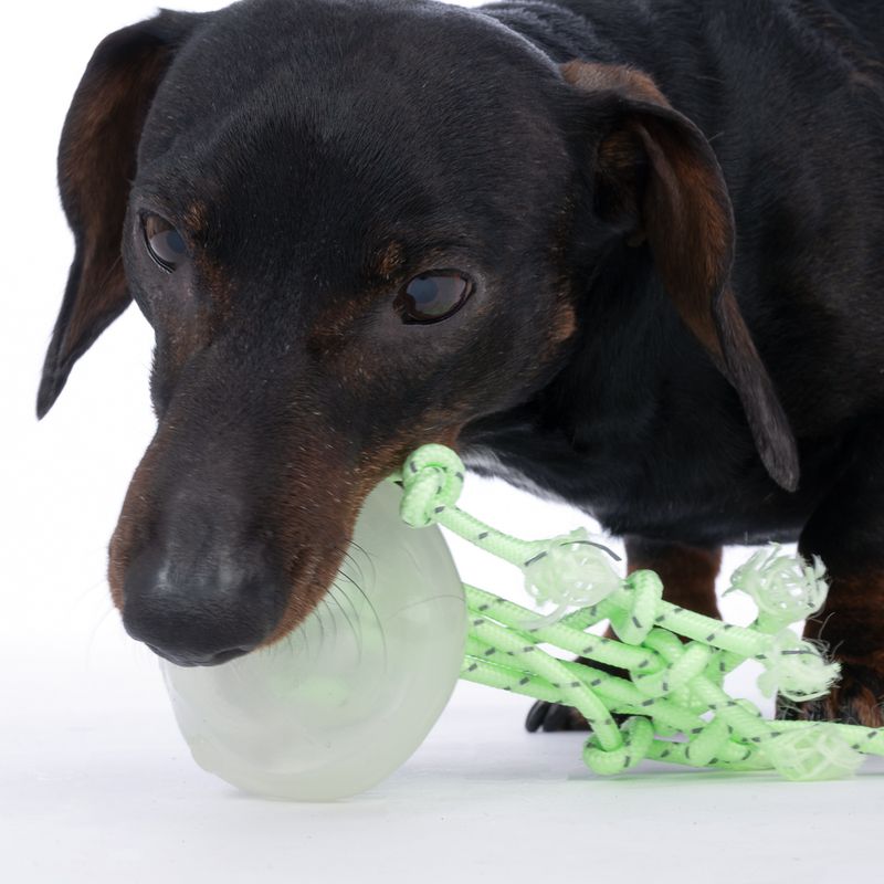 TIAKI Jellyfish Glow in the Dark Dog Toy 1 Toy