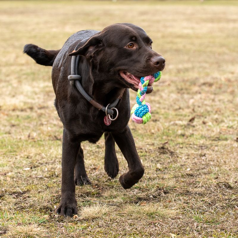Dog toy Limo bones approx. diameter 6 x L 18 cm