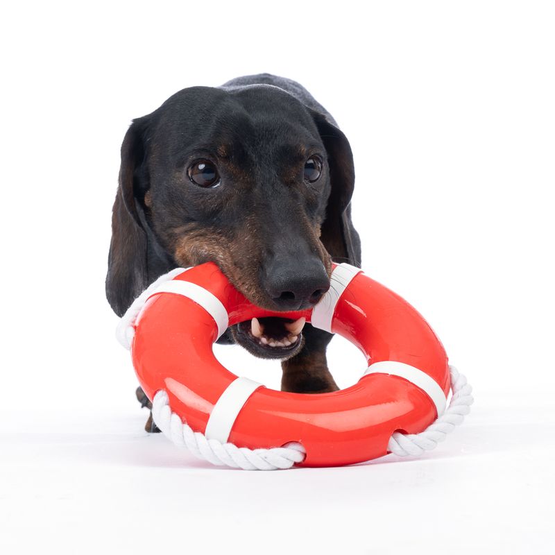 TIAKI Floating Dog Toy diameter 17.5 x (H) 3 cm