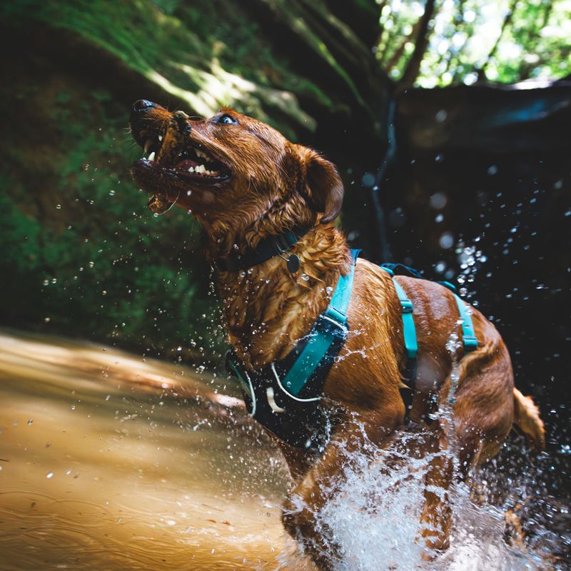 Ruffwear Flagline Dog Harness - Basalt Grey Size S: 56 - 69cm Chest Circumferance