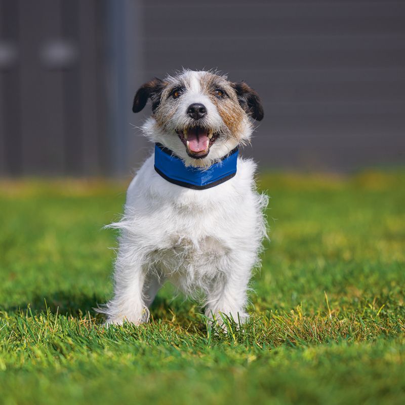 Beeztees Izi Quick Cooler Collar Size XS: approx. 22 - 30cm (Neck Circumference)