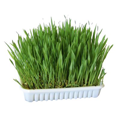 Rabbit Grass 100g