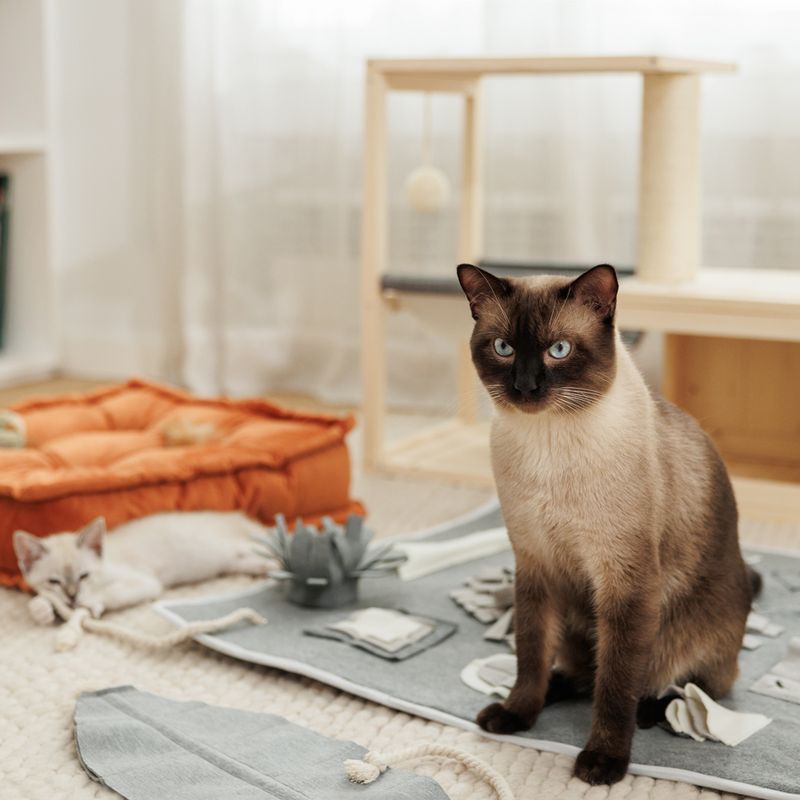 Modern Living Bora Bora Cat House 70 x 35 x 60cm (L x W x H)