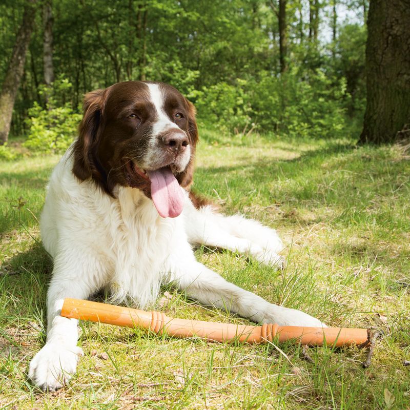 beeztees Sumo Fit Stick Dog Toy 1 Toy