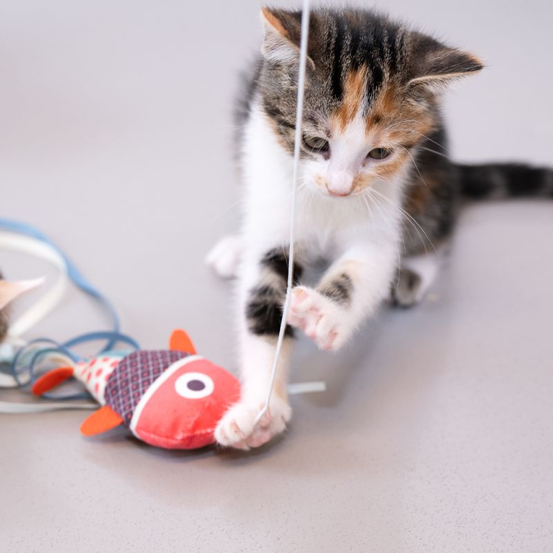 TIAKI Fish Cat Dangler Toy with Finger Ring 1 Toy